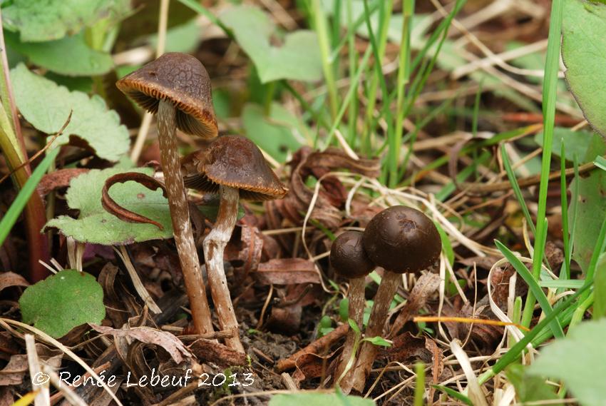 Psathyrella longicauda image