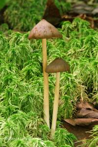 Entoloma lagenicystis image