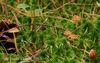 Galerina paludosa image