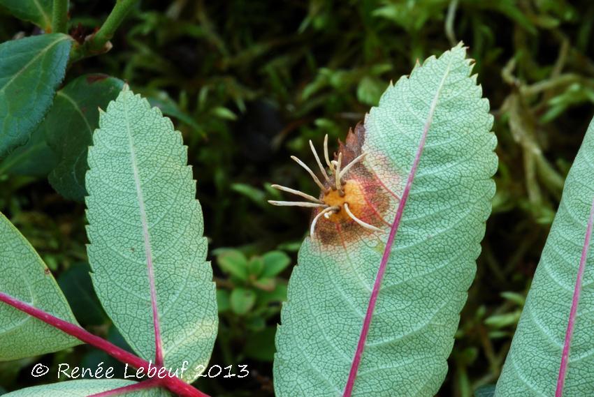 Gymnosporangium cornutum image