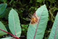 Image of Gymnosporangium cornutum