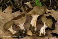 Helvella queletii image