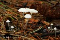 Hemimycena gracilis image