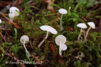 Hemimycena lactea image