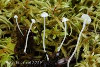 Hemimycena lactea image