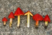 Hygrocybe acutoconica image