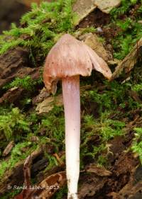 Hygrocybe calyptriformis var. calyptriformis image