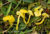 Hygrocybe ceracea image