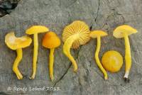 Hygrocybe ceracea image