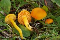 Hygrocybe ceracea image