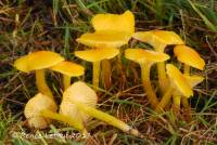 Hygrocybe ceracea image