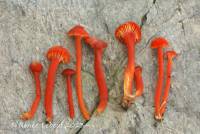 Hygrocybe coccineocrenata image