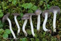 Hygrocybe lacmus image