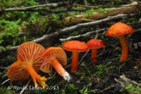 Hygrocybe marchii image