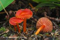 Hygrocybe marchii image