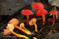 Hygrocybe marchii image