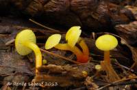 Hygrocybe parvula image