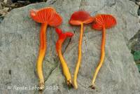 Hygrocybe phaeococcinea image