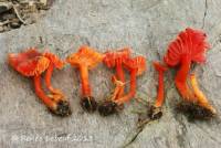 Hygrocybe phaeococcinea image