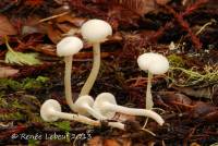 Hygrocybe russocoriacea image