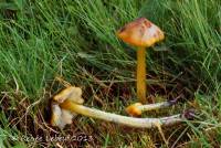 Hygrocybe singeri var. albifolia image