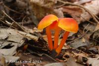 Hygrocybe subpapillata image