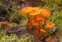 Hygrocybe subpapillata image