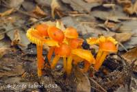 Hygrocybe subpapillata image