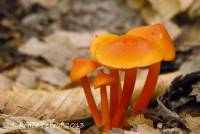 Hygrocybe subpapillata image