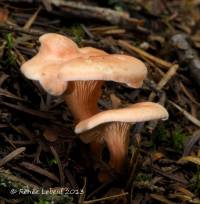 Image of Hygrophoropsis olida