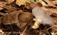 Hygrophorus camarophyllus image