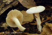 Hygrophorus discoxanthus image