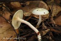 Hygrophorus discoxanthus image