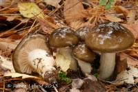 Hygrophorus fuligineus image