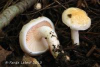 Hygrophorus laurae image