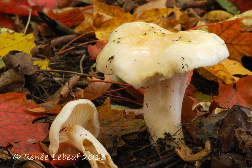 Hygrophorus laurae image