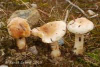 Image of Hygrophorus monticola