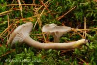 Image of Hygrophorus morrisii