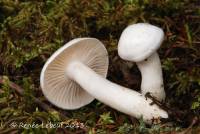 Hygrophorus piceae image