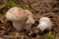 Hygrophorus purpurascens image