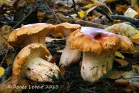 Hygrophorus subsalmonius image