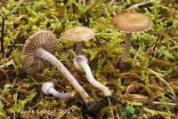 Inocybe griseolilacina image