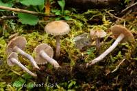 Inocybe griseolilacina image