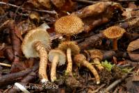 Inocybe hystrix image