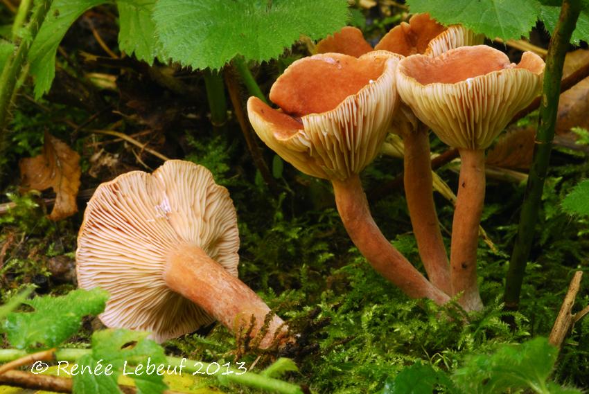 Lactarius carbonicola image