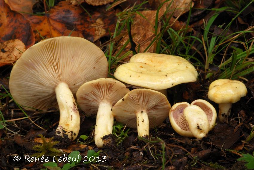 Lactarius aspideoides image