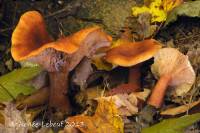 Image of Lactarius badiopallescens