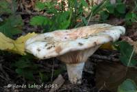 Lactarius controversus image