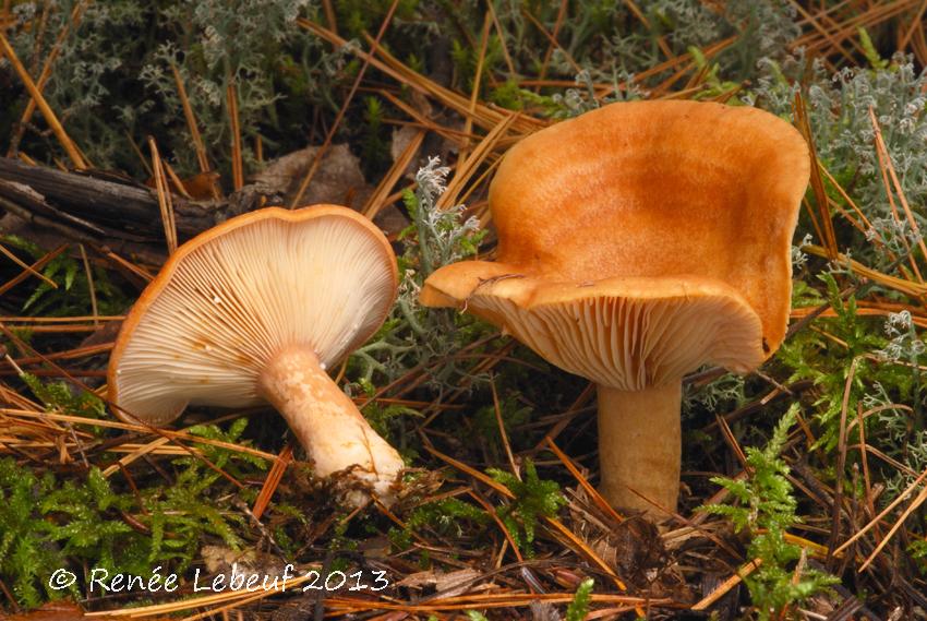 Lactarius proximellus image