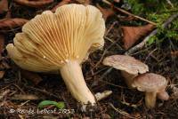 Lactarius pseudoflexuosus image